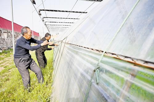 4月11日,石家莊市藁城區(qū)農(nóng)昌種植服務專業(yè)合作社的農(nóng)民正在加固蔬菜大棚。本報記者 史晟全攝